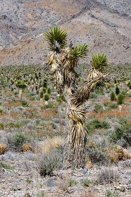 Joshua Tree