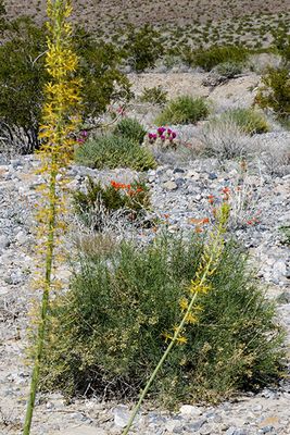 Wild flowers framed by Golden Princes' Plume