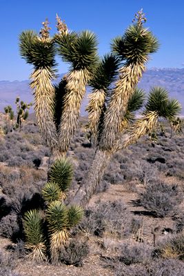 Joshua Tree