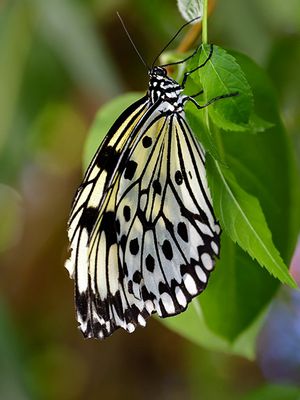 White Tree Nymph Butterfly