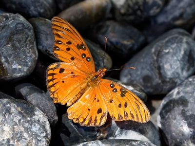 Gulf Fritallary Butterfly