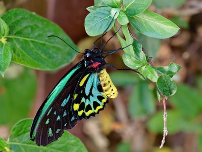 Common Green Birdwing Butterfly