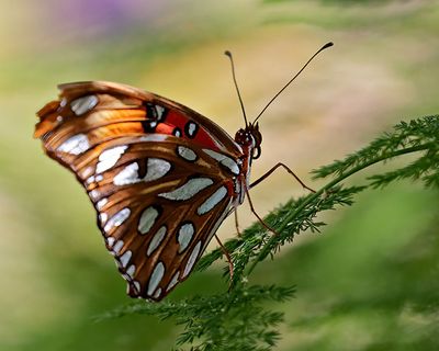 Gulf Fritallary Butterfly