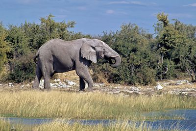 Elephant