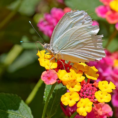 Great Southern White Ascia Butterfly