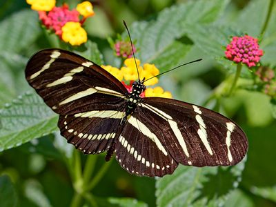 Zebra Longwing Butterfly