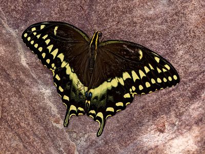 Black Swallowtail Butterfly