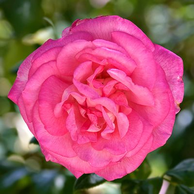 Damask Rose