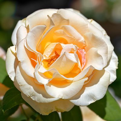 'Julia Renaissance' Rose