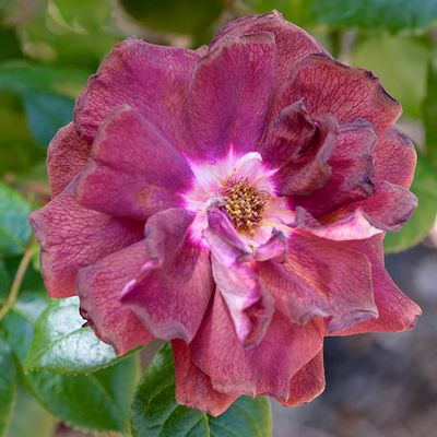 Dark Night Rose