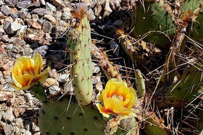 Botanical Garden at the Springs Preserve