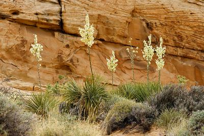 Yucca