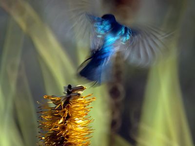 Sunbird landing