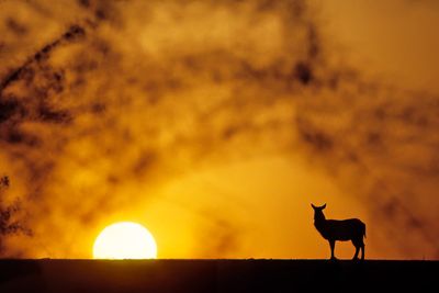 Waterbuck at sunset