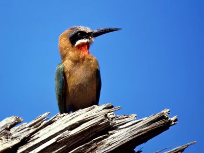 White-fronted Bee-eater