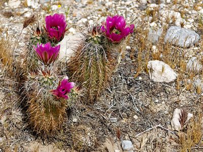 Hedgehog Cactus