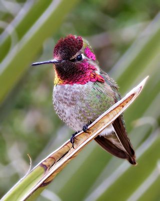 Anna's Hummingbird