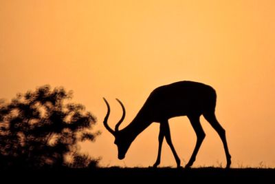 Impala at dusk