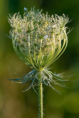 Queen Anne's Lace (Wild carrot)