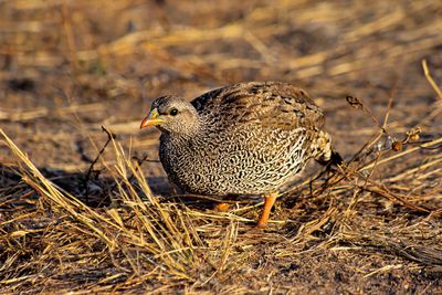 Natal Francolin