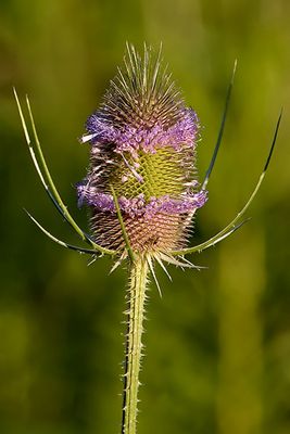 Teasel