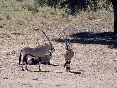 Gemsbok (Oryx)