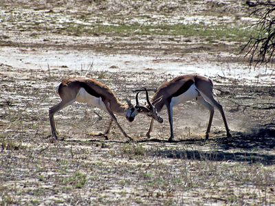 Fighting Springbok