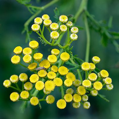Common Tansy