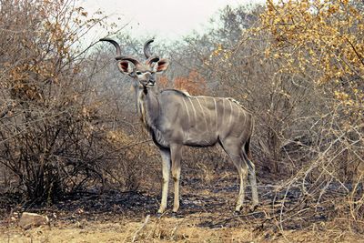 Kudu
