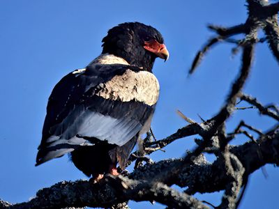 Bateleur Eagle