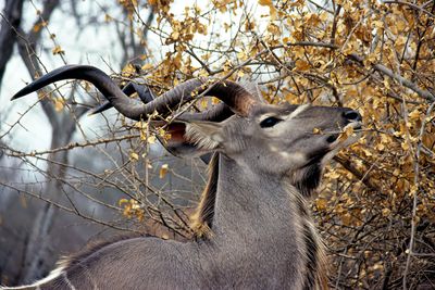 Kudu