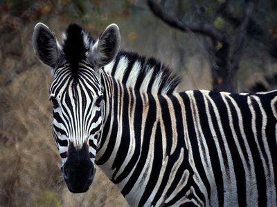 Zebra