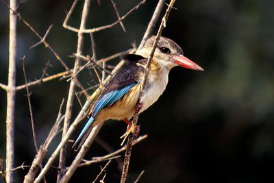 Brown-hooded Kingfisher