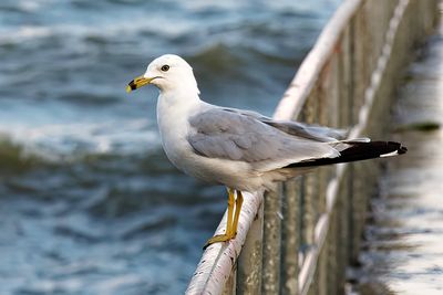 Ring-billed Gull