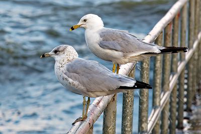 Ring-billed Gulls