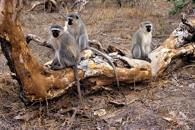 Vervet Monkeys