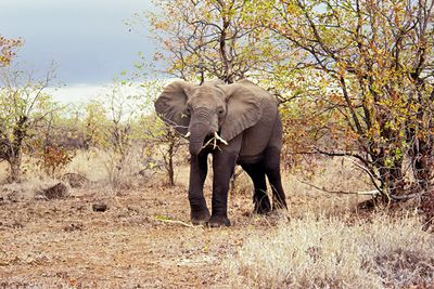 Elephant