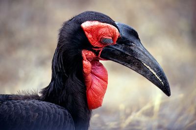Male Ground Hornbill