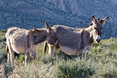 Burros