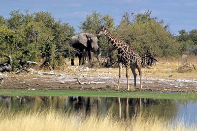 Elephant & Giraffe
