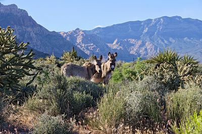 Spring Mountain Ranch State Park, Nevada