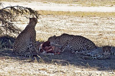 Cheetah lunch, a springbok