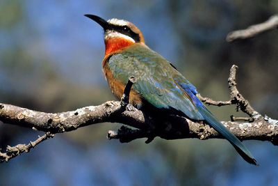 White-fronted Bee-eater