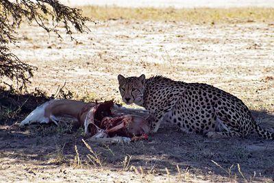Cheetah lunch, a springbok