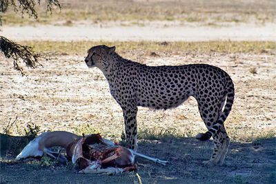 Cheetah lunch, a springbok
