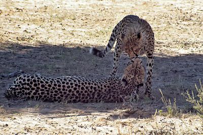 Kissing Cheetah