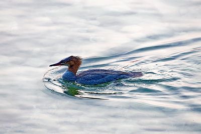 Common Merganser