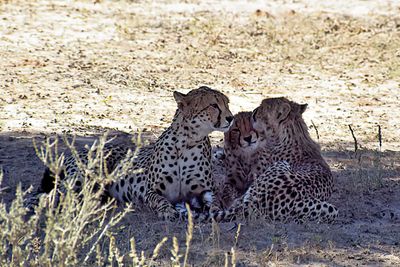 Cheetah family