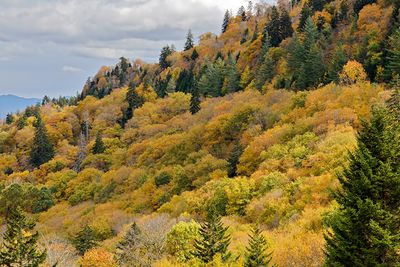 A cascade of yellow