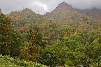 Chimney Tops